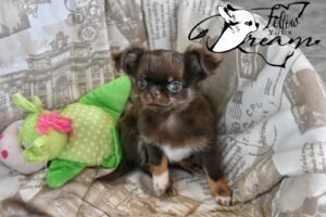 Allevamento Chihuahua Messina in Sicilia - Follow Your Dream