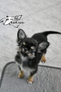 Allevamento Chihuahua Messina in Sicilia - Follow Your Dream