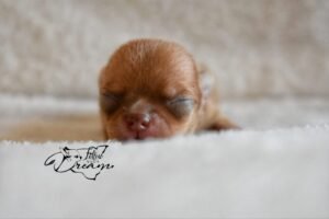 Allevamento Chihuahua Messina in Sicilia - Follow Your Dream