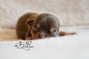 Allevamento Chihuahua Messina in Sicilia - Follow Your Dream