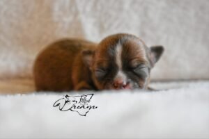 Allevamento Chihuahua Messina in Sicilia - Follow Your Dream