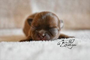 Allevamento Chihuahua Messina in Sicilia - Follow Your Dream