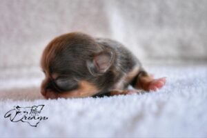 Allevamento Chihuahua Messina in Sicilia - Follow Your Dream