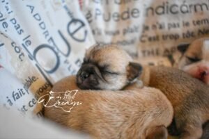 Allevamento Chihuahua Messina in Sicilia - Follow Your Dream