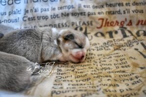 Allevamento Chihuahua Messina in Sicilia - Follow Your Dream