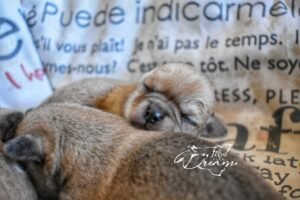 Allevamento Chihuahua Messina in Sicilia - Follow Your Dream