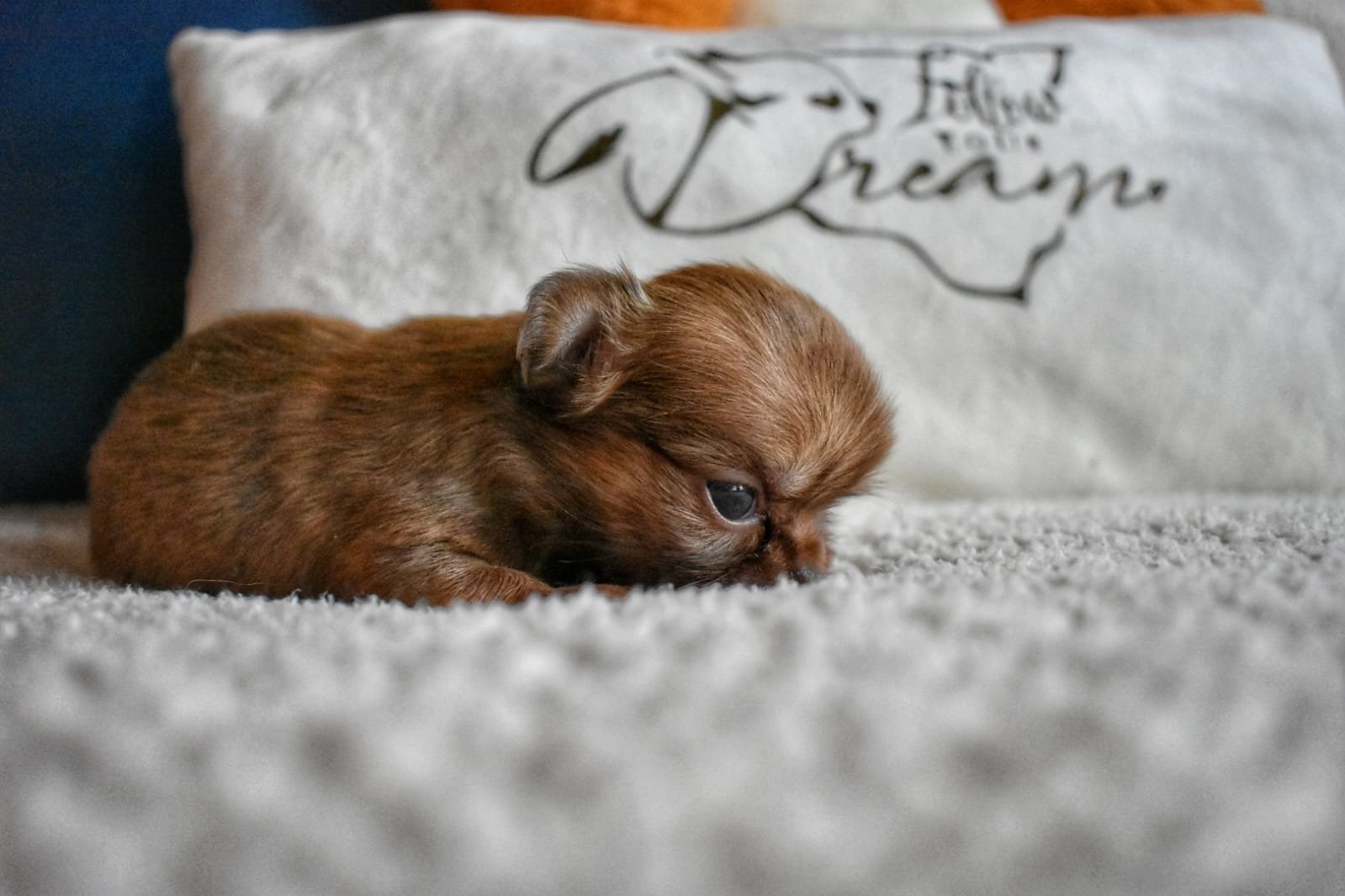 Allevamento Chihuahua Messina in Sicilia – Follow Your Dream Allevamento Chihuahua Messina in Sicilia - Follow Your Dream