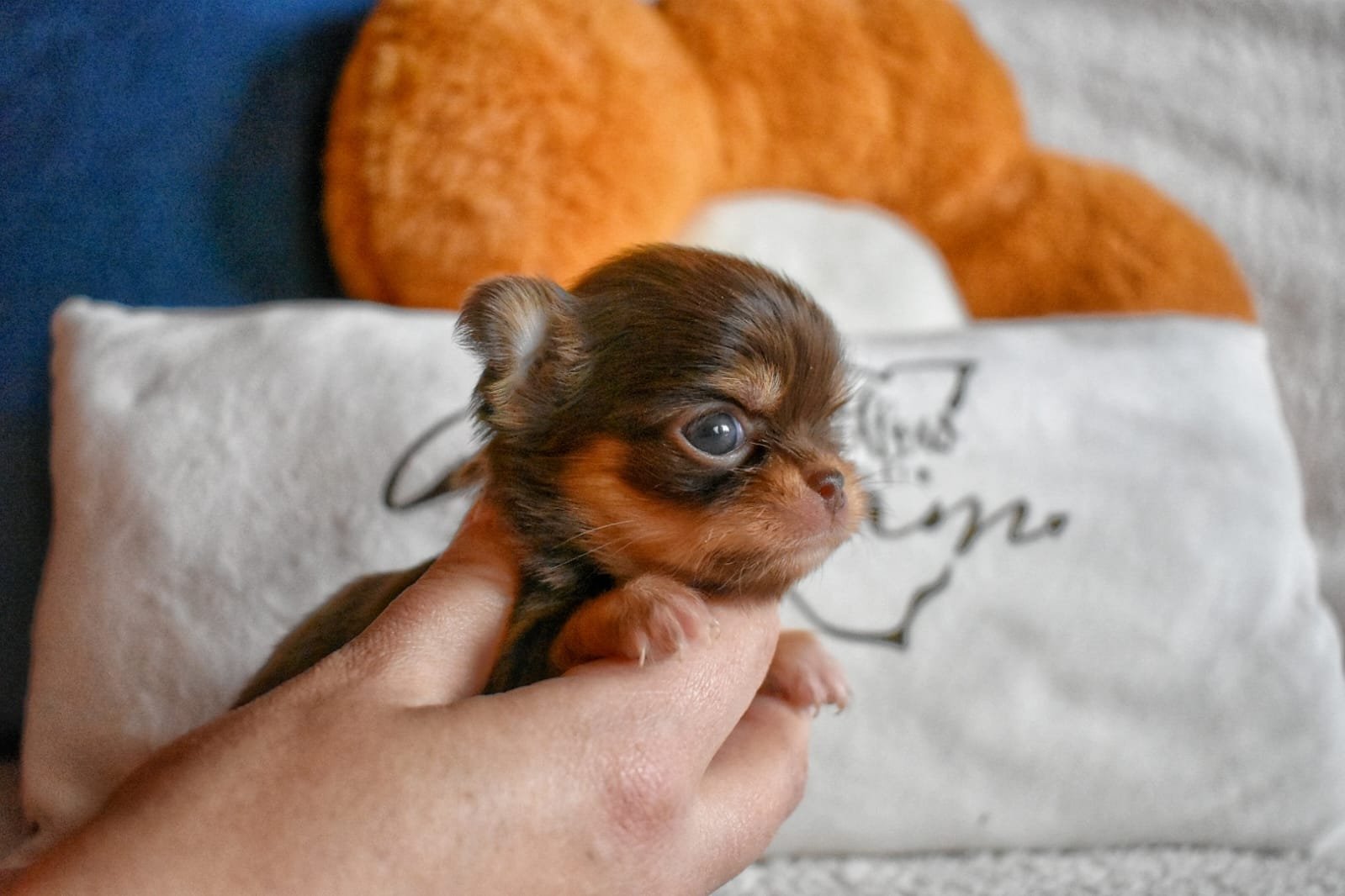 Allevamento Chihuahua Messina in Sicilia – Follow Your Dream Allevamento Chihuahua Messina in Sicilia - Follow Your Dream