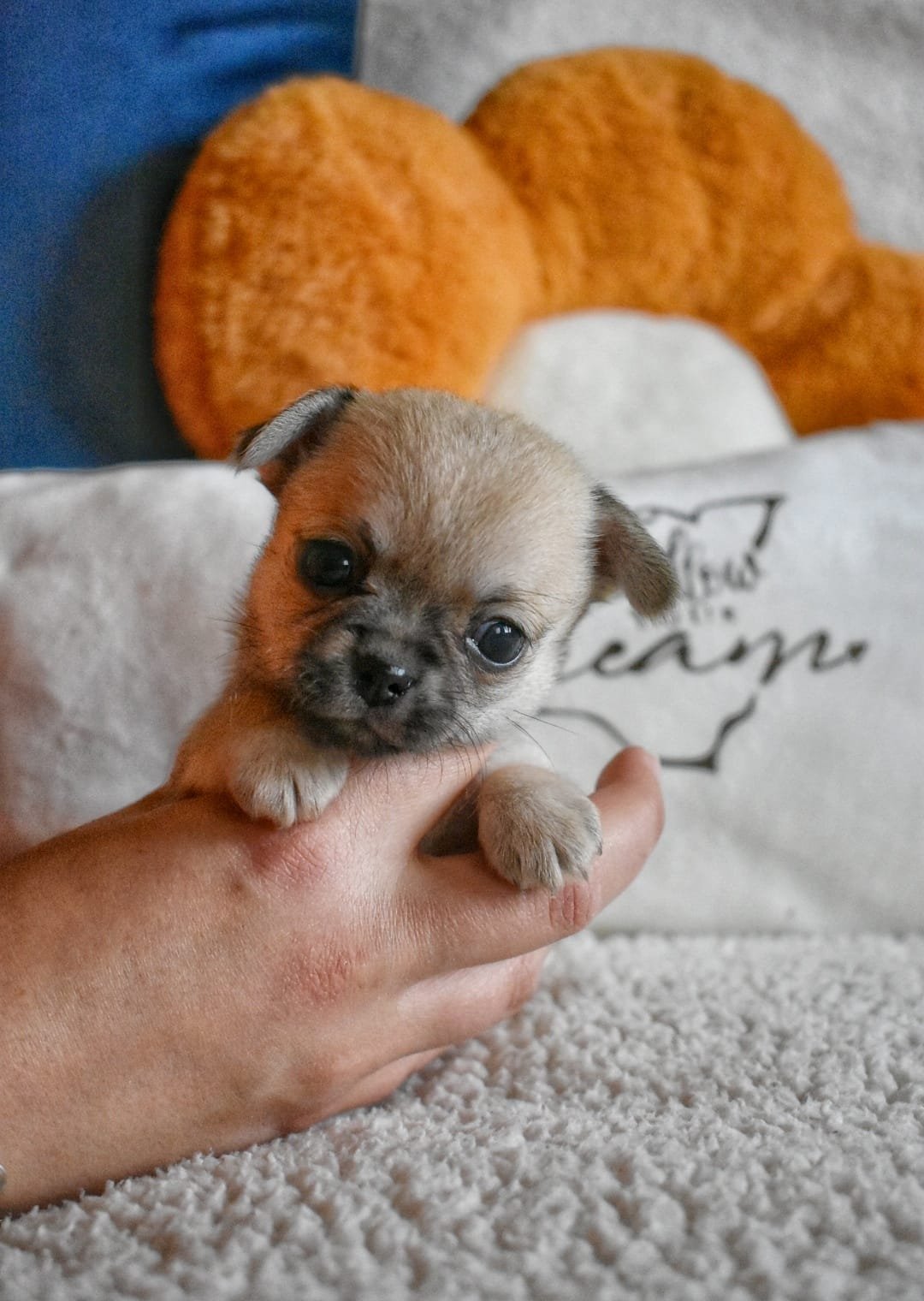 Allevamento Chihuahua Messina in Sicilia – Follow Your Dream Allevamento Chihuahua Messina in Sicilia - Follow Your Dream