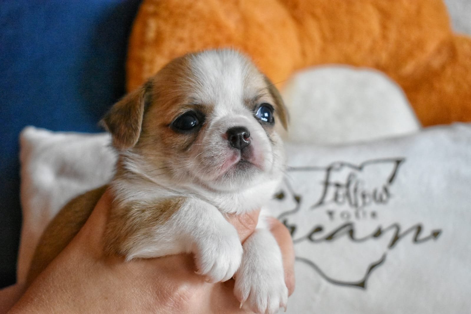 Allevamento Chihuahua Messina in Sicilia – Follow Your Dream Allevamento Chihuahua Messina in Sicilia - Follow Your Dream