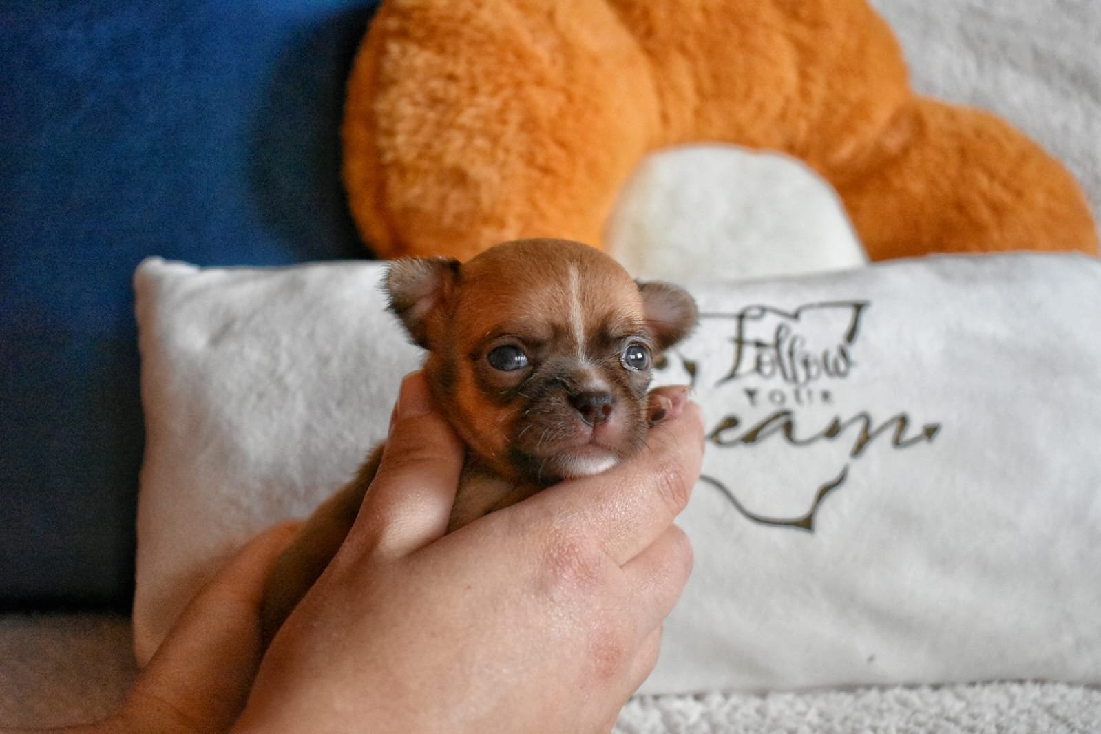 Allevamento Chihuahua Messina in Sicilia – Follow Your Dream Allevamento Chihuahua Messina in Sicilia - Follow Your Dream